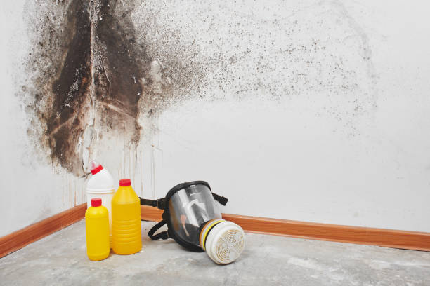 Best Mold Remediation Services  in Harb, OR
