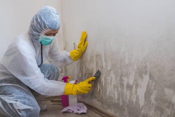 Crawl Space Mold Removal in Harbor, OR