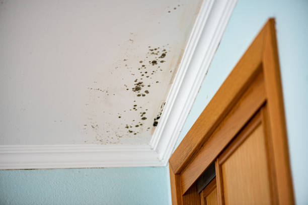 Best Mold Testing  in Harb, OR