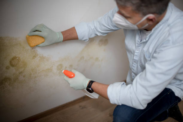 Best Emergency Mold Removal  in Harb, OR