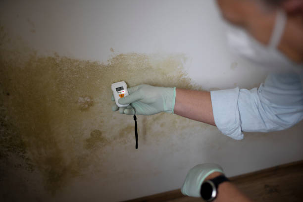 Best Fast Mold Removal  in Harb, OR