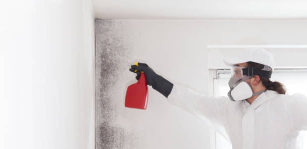 Best Certified Mold Removal  in Harb, OR