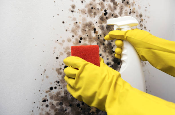 Best Home Mold Removal  in Harb, OR