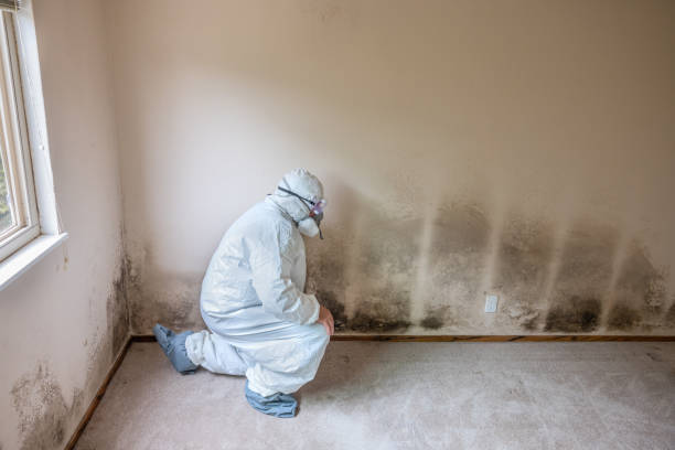 Best Office Mold Removal Services  in Harb, OR