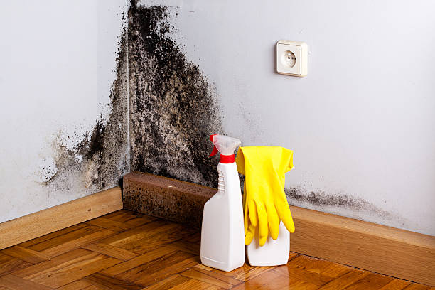 Best Local Mold Removal Service  in Harb, OR