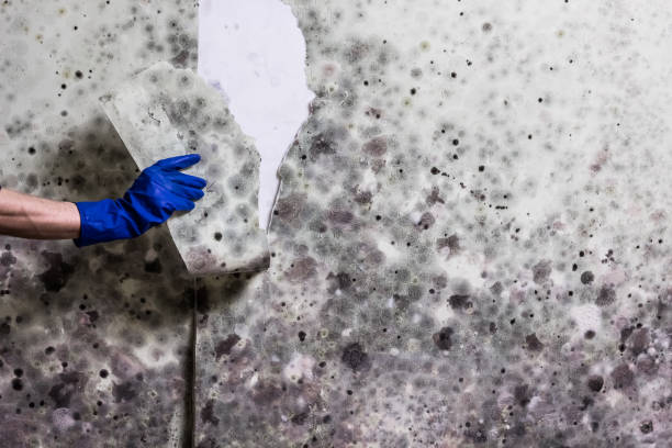 Best Crawl Space Mold Removal  in Harb, OR