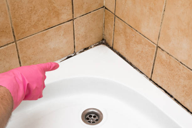Best Mold Removal Company Near Me  in Harb, OR
