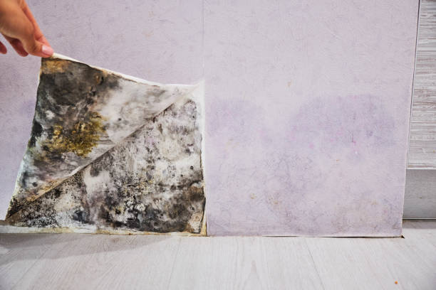 Best Residential Mold Removal  in Harb, OR